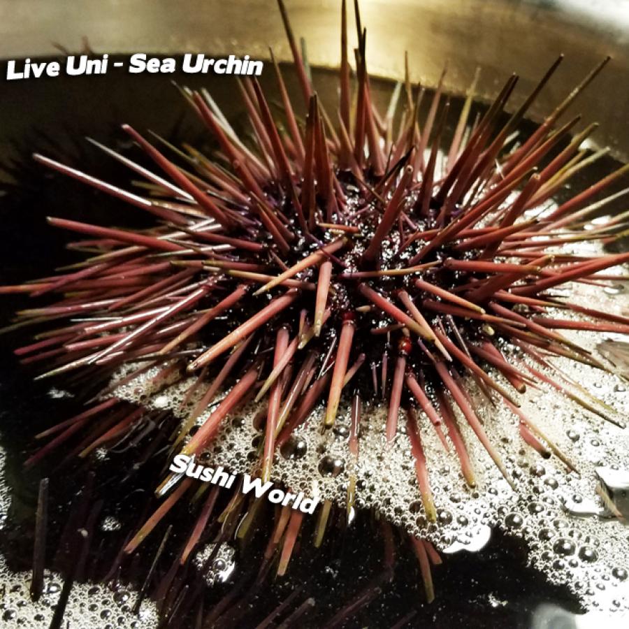 Live Uni Sea Urchin Santa Barbara Sushi Sashimi Like Butter Yummy Orange County Sushi World Live Uni Sea Urchin Santa Barbara Sushi Sashimi Like Butter Yummy Orange County Sushi World